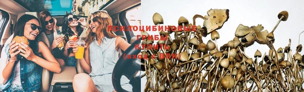 прущие грибы Богородицк